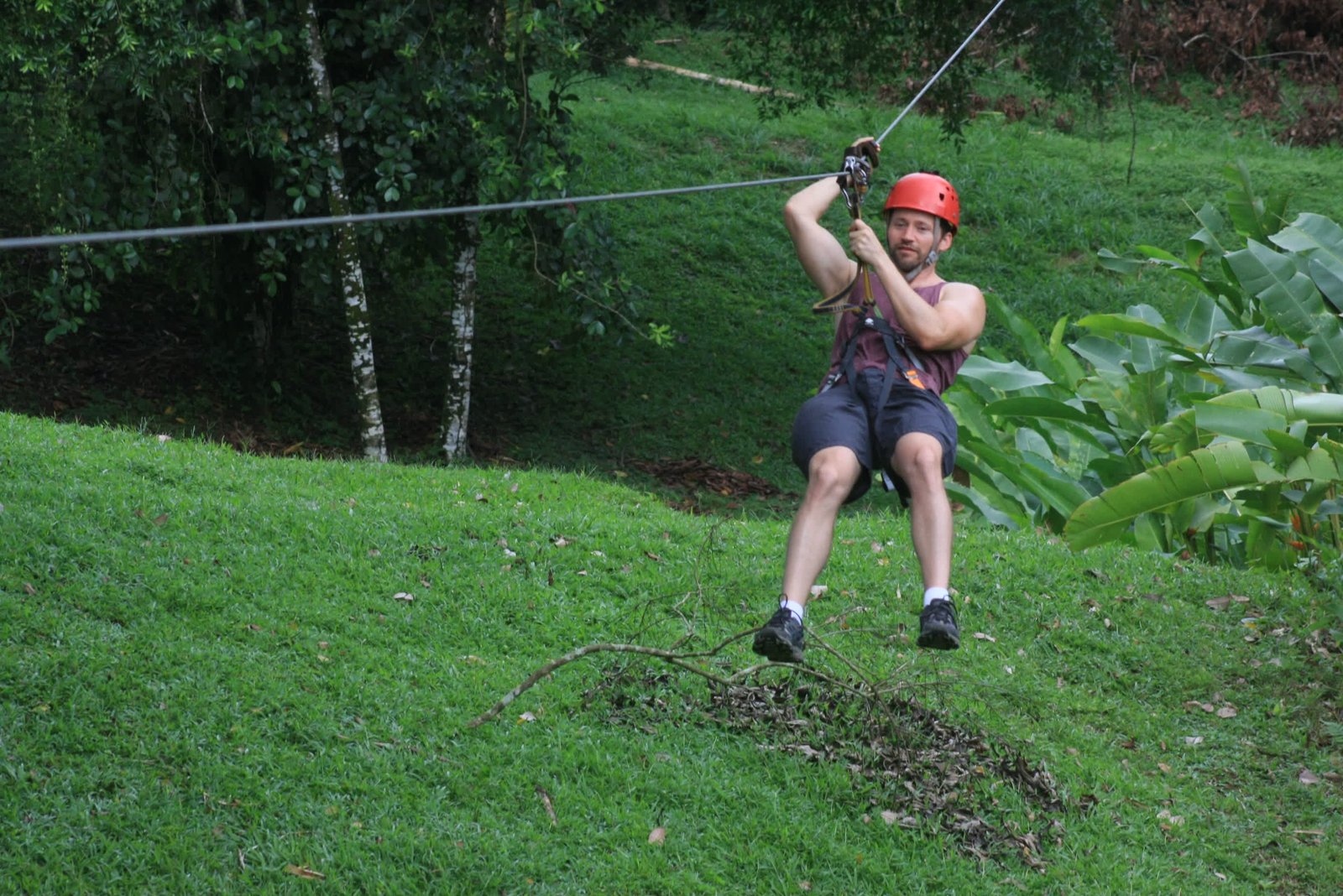 Imagen de canopy
