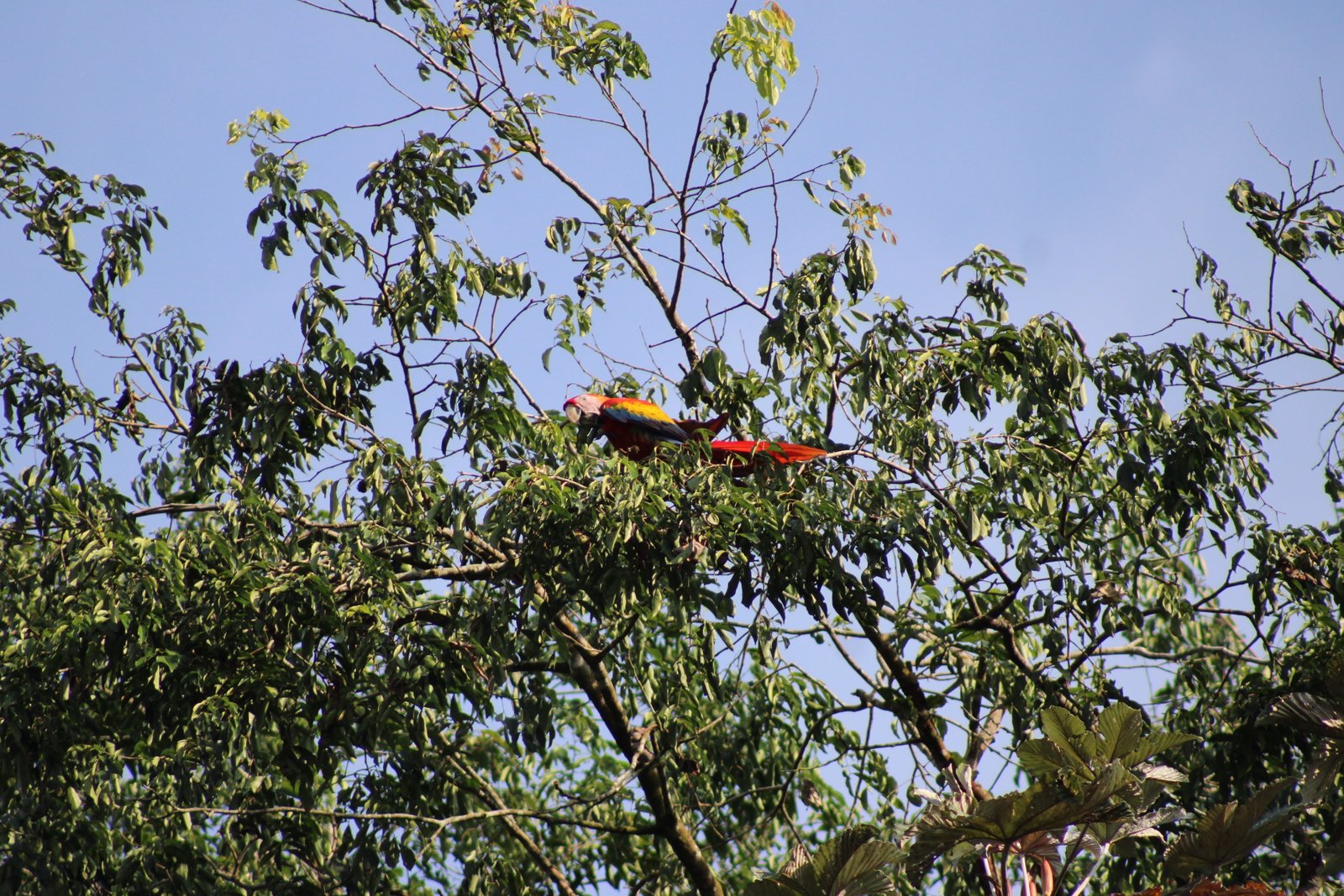 Safari Sarapiquí