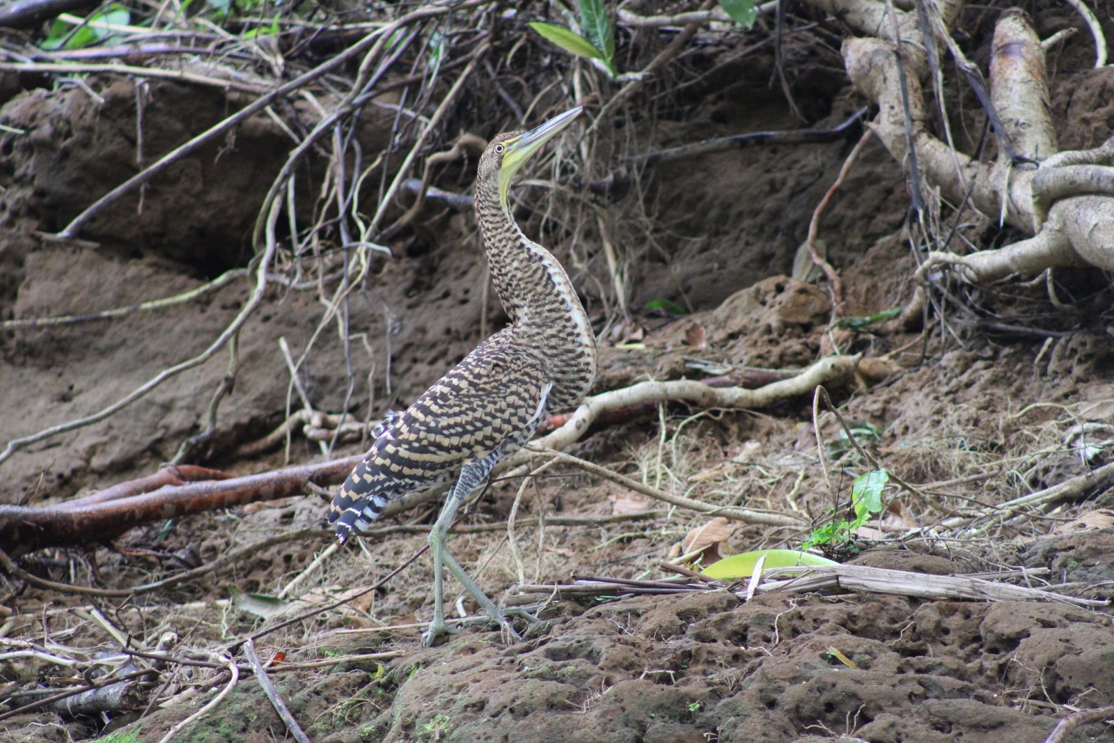 Safari Sarapiquí
